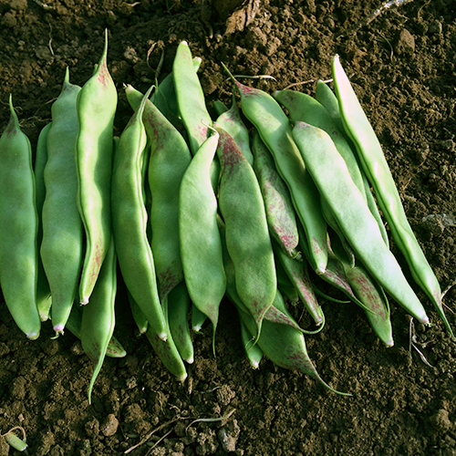 东北特产油豆角 新鲜蔬菜 油豆角500g