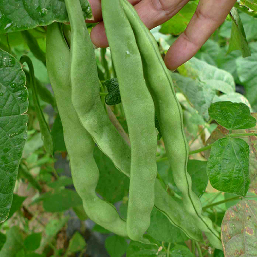 有机蔬菜 豆角 蛇豆 有机肥无农药500g