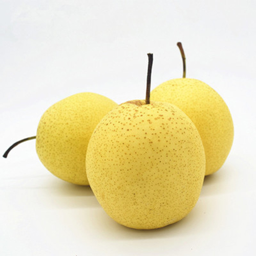 新鲜雪梨赵州雪花梨5斤